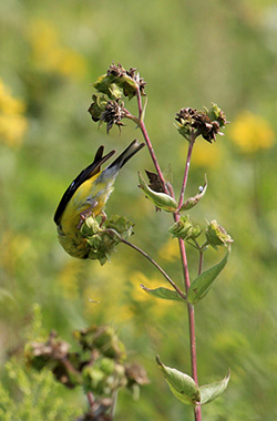 The bird perches upside down while plucking seeds from the flowerhead.