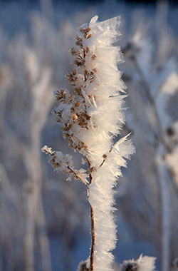 Frost covers the top of showy goldenrod after a freezing night in December.