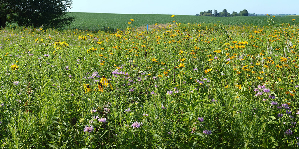 Photo of the prairie studded with a variety of flowers, including gray-headed coneflowers, which are yellow, and bergamot, which are pale purple.