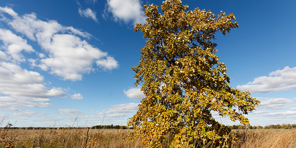 Photo of the oak tree with yellowing leaves in the prairie.