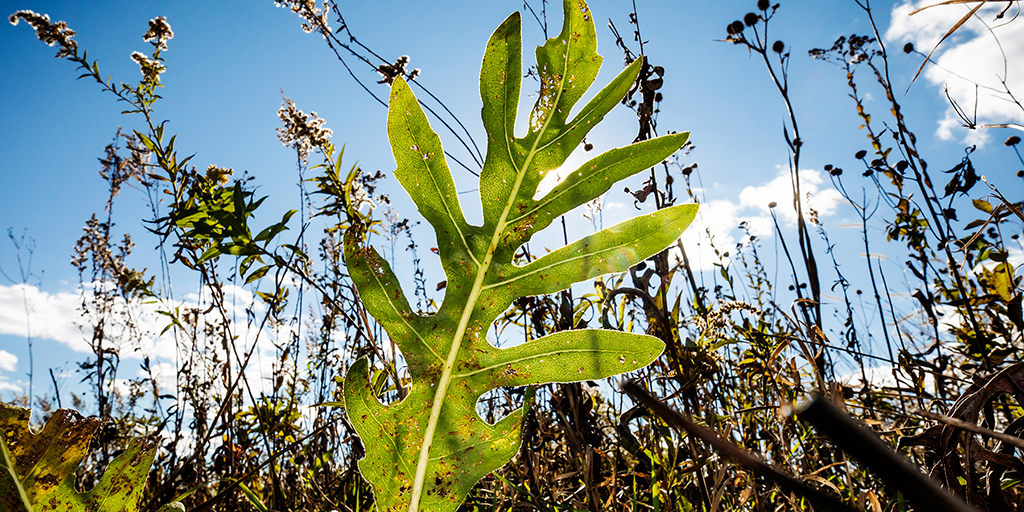Photo of the large lobed leaf of the compass plant with other prairie plants in the background.