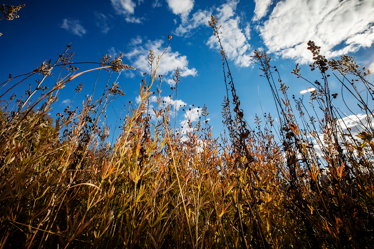 Photo of the dried-out prairie plants.