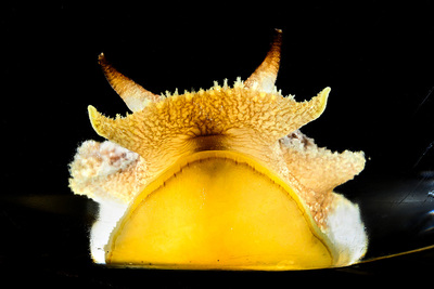 The sea slug, Pleurobranchea californica