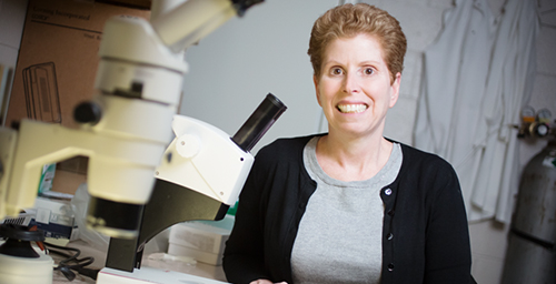 In studies of mice, comparative biosciences professor Jodi Flaws and her colleagues linked phthalate exposure during pregnancy to reproductive problems in parent and offspring, and to degradation of the function and structure of the ovaries.