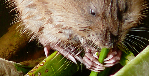 Muskrats in central Illinois are being exposed to toxoplasmosis, a disease spread by cats.