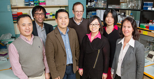 An interdisciplinary research team developed a new approach to treating endometriosis. The team includes, clockwise, from back left: molecular and integrative physiology professor Milan Bagchi, chemistry professor John Katzenellenbogen, visiting research scientist Ping Gong, molecular and integrative physiology professor Benita Katzenellenbogen, postdoctoral fellow Yiru Chen, research scientist Yuechao Zhao, and comparative biosciences professor CheMyong Ko.