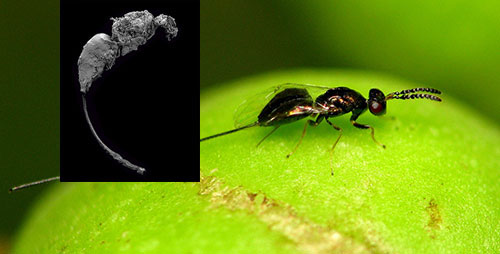 Although it lived roughly 65 million years before the earliest known occurrence of figs, the fossil wasp's ovipositor closely resembles those of today's fig wasps.
