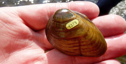 A team of biologists, headed by Jeremy Tiemann of the Illinois Natural History Survey, transported two endangered freshwater mussel species, the northern riffleshell (Epioblasma rangiana) and clubshell (Pleurobema clava, pictured), from Pennsylvania to Illinois.