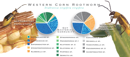 Populations of microbes in the guts of rotation-resistant and nonresistant Western corn rootworms differ, giving the rotation-resistant rootworms an advantage in soybean fields.