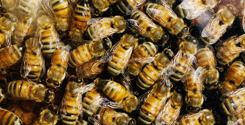 A new study led by Illinois professor of entomology May Berenbaum shows that some components of the nectar and pollen grains bees collect to manufacture food increase expression of detoxification genes that help keep honey bees healthy.