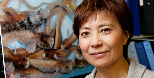 Chi-Hing Christina Cheng, a professor of animal biology, is one of six Illinois professors named AAAS fellows.