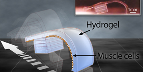 Miniature "bio-bots" developed at the University of Illinois are made of hydrogel and heart cells, but can walk on their own.