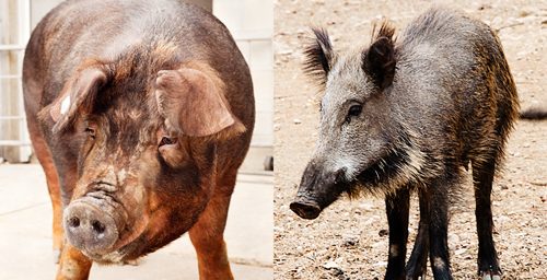 A new analysis of pigs, left, and their ancestor-like cousins, the wild boars, reveals much about their evolutionary history, sensory perceptions and similarity to humans.