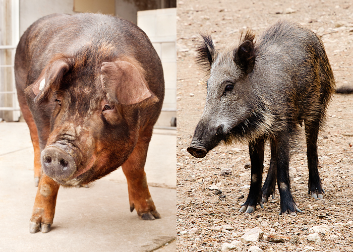 Pig genome offers insights into the feistiest of farm animals | Illinois