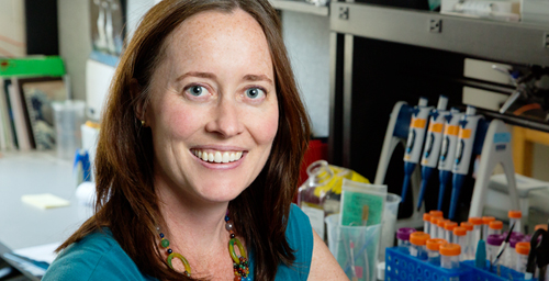 Animal biology professor Alison Bell received the Young Investigator Award from the Animal Behavior Society for "remarkable research contributions ... and the early training of young scholars" in her laboratory.
