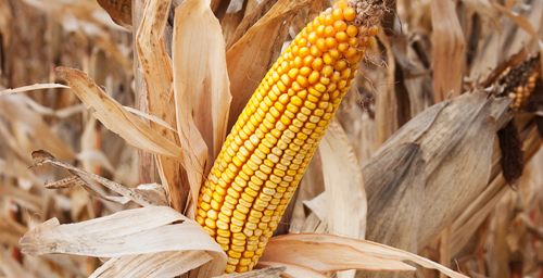 The University of Illinois Center for Advance Study will host a workshop on Corn and Indigenous Communities in the Americas on March 27 (Tuesday).