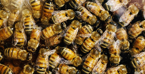 Are bees insects or animals or something else? - Honey Bee Suite