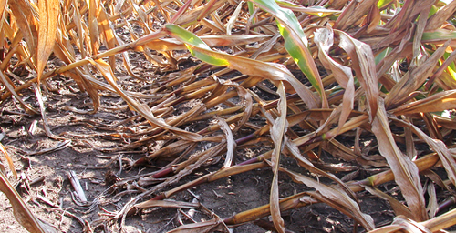 These Bt corn plants in LaSalle County, Illinois, have fallen over (lodged) as a result of rootworm damage. Like other Bt plants that are becoming susceptible to rootworm damage in Iowa, these corn plants contain the Cry3Bb1 Bt protein in a field planted year after year in corn expressing the same Bt protein.