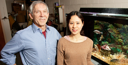 Rhanor Gillette, a University of Illinois molecular and integrative physiology professor, left, and graduate student Keiko Hirayama found a simple circuit in the sea slug brain that integrates hunger, sensory information and memory to drive the animal's response to the smell of food.