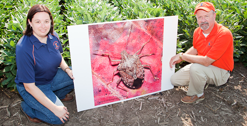 Pest patrol Kelly Estes, state survey coordinator at the Illinois Cooperative Agricultural Pest Survey, and Michael Gray, a professor of crop sciences, are urging Illinois farmers to be especially vigilant about scouting their fields for brown marmorated stink bugs.