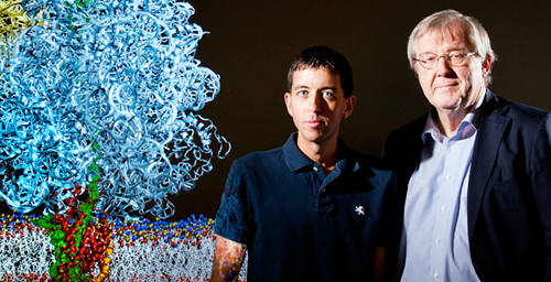 University of Illinois biophysics professor Klaus Schulten, right, and postdoctoral researcher James Gumbart used cryo-EM images as well as detailed structural information about the ribosome and other molecules to construct an atom-by-atom model of the system that threads a growing protein into the cellular membrane.