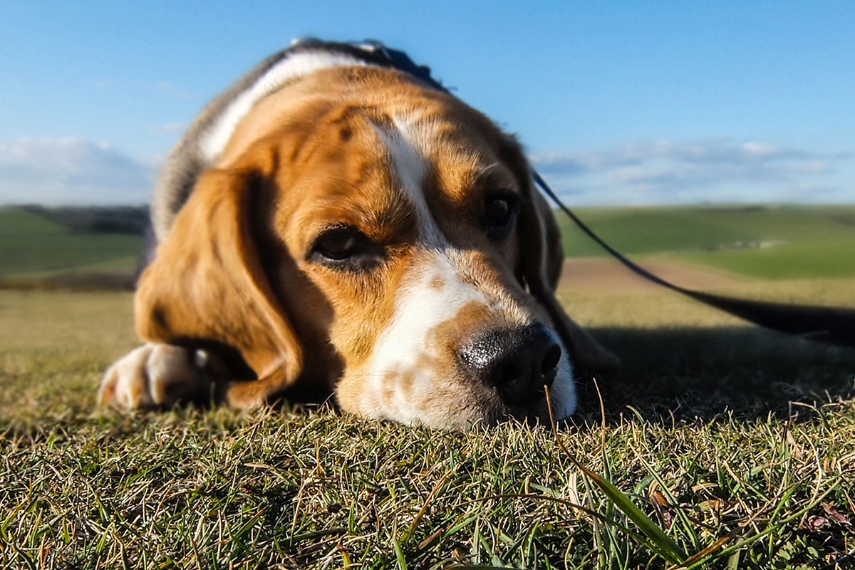 Cute dog lies on the grass looking at the camera.
