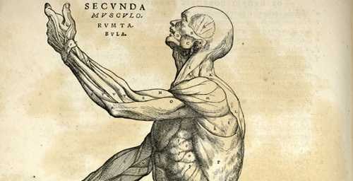 Anatomical studies from the Renaissance, like this etching by a 16th century anatomist who went by the name Andreas Vesalius, are used throughout the Body Worlds exhibits and in promotional materials to potential donors to connect the display of human bodies to the age-old study of anatomy.