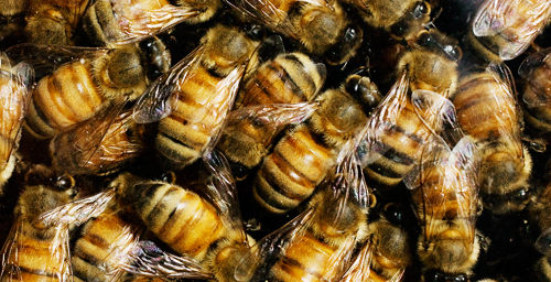Greenbank Bee Company - Bee fact: honey was found in tombs in