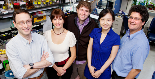 (from left) Phil Newmark, professor of cell and developmental biology; Elena Romanova, research scientist; Jim Collins, postdoctoral researcher; Xiaowen Hou, graduate student; and Jonathan Sweedler, professor of chemistry, conducted an in-depth study of the hormones that regulate development of the planarian flatworm.