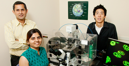 Cell and developmental biology professor Kannanganattu Prasanth, left, postdoctoral researcher Vidisha Tripathi, seated, undergraduate research assistant David Song and their colleagues found that a long non-coding RNA, MALAT1, plays a key role in pre-mRNA processing. Aberrant regulation of the MALAT1 gene is associated with several cancers, as are some of the splicing factors it regulates. Similarly, some of the genes whose pre-mRNA splicing is regulated by MALAT1 are cancer "signature genes."