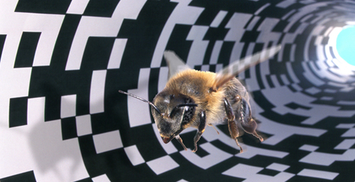 Researchers can trick a honey bee into thinking she has traveled a longer or shorter distance through a tunnel that leads to a food source by varying the pattern on the tunnel walls. A busy pattern, as seen here, is perceived as a longer distance than a sparse pattern.