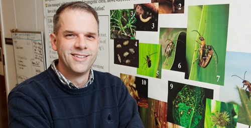 Joseph Spencer, an insect behaviorist at the Illinois Natural History Survey, and his colleague found that the western corn rootworm will lay its eggs on Miscanthus and that the rootworm larvae can survive on Miscanthus rhizomes.