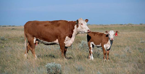 The first cow genome to be sequenced was that of a Hereford cow named L1 Dominette, shown here with her calf.