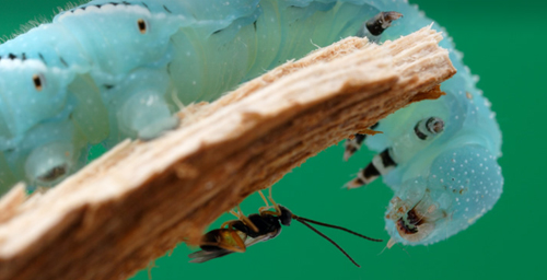 Parasitic Wasps Can Genetically Modify Their Caterpillar Hosts