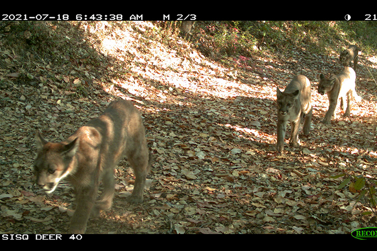 Camera-trap photo of several pumas in the wild.