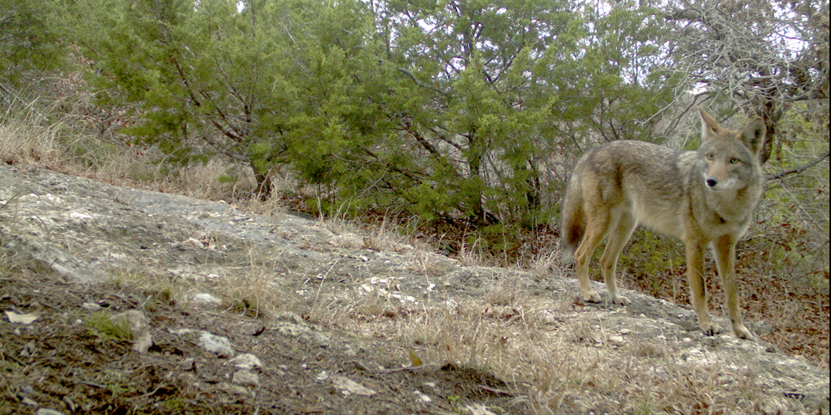 Camera-trap photo of a coyote.