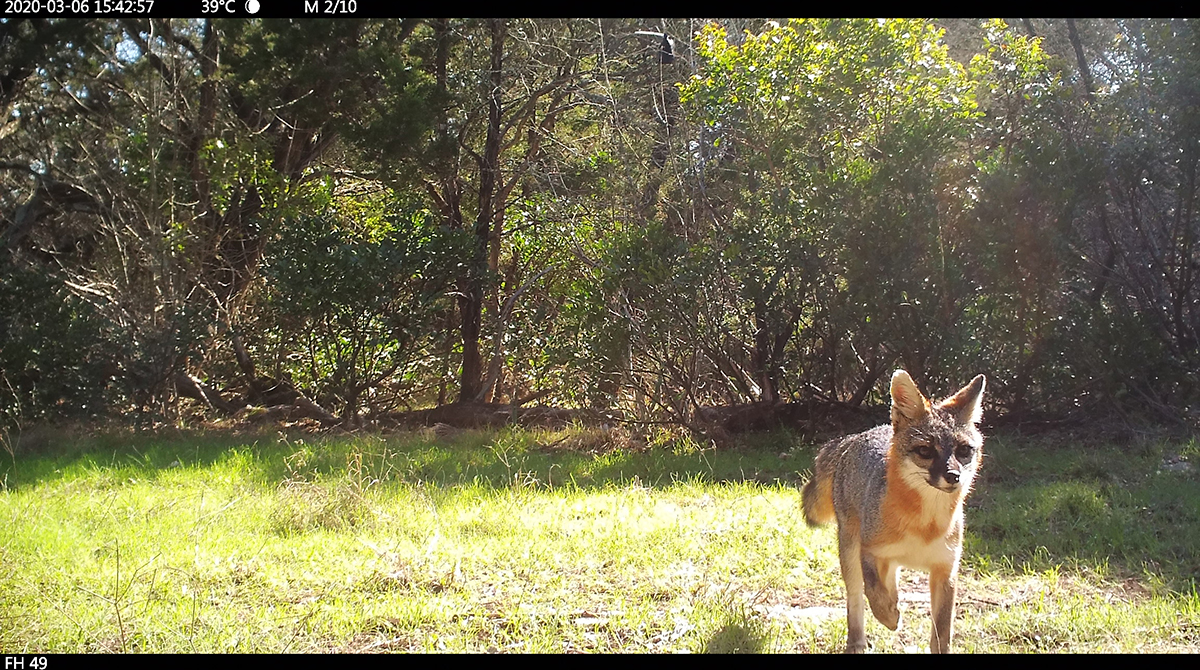 Camera-trap photo of a gray fox.