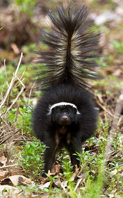 Photo of a striped skunk.