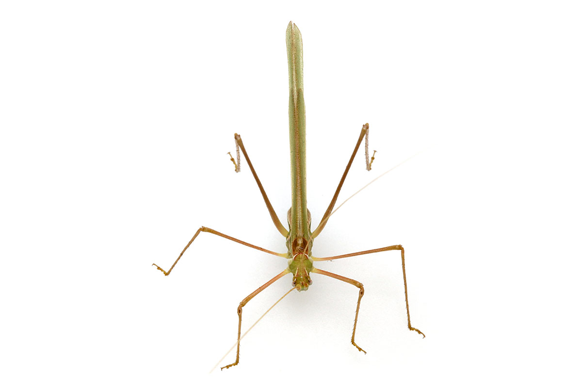 A male katydid of the genus Arethaea.
