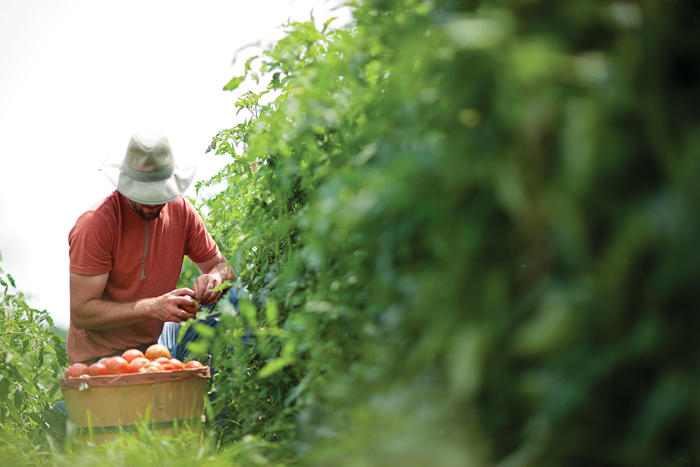 Former Sustainable Student Farm manager Zack Grant harvests the fruits of student labor.