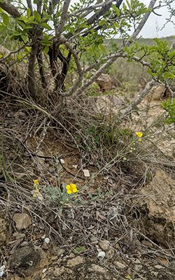 Photo of a small flowering Zapata bladderpod near shrubs along a banked road on private lands.