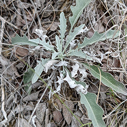 The basal rosette of Zapata bladderpod with remnant stalks from a previous year’s blooms. The plant is camouflaged against its background.