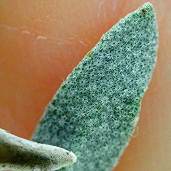 A closeup view of the forked hairs on the back of a Zapata bladderpod leaf.