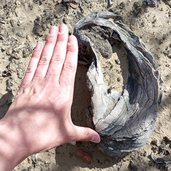 Photo of fossilized oyster next to the author’s hand. The fossil is bigger than her hand.