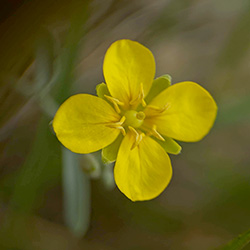A closeup view of the parts of a Zapata bladderpod flower.