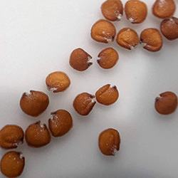 Mature seeds of Zapata bladderpod.