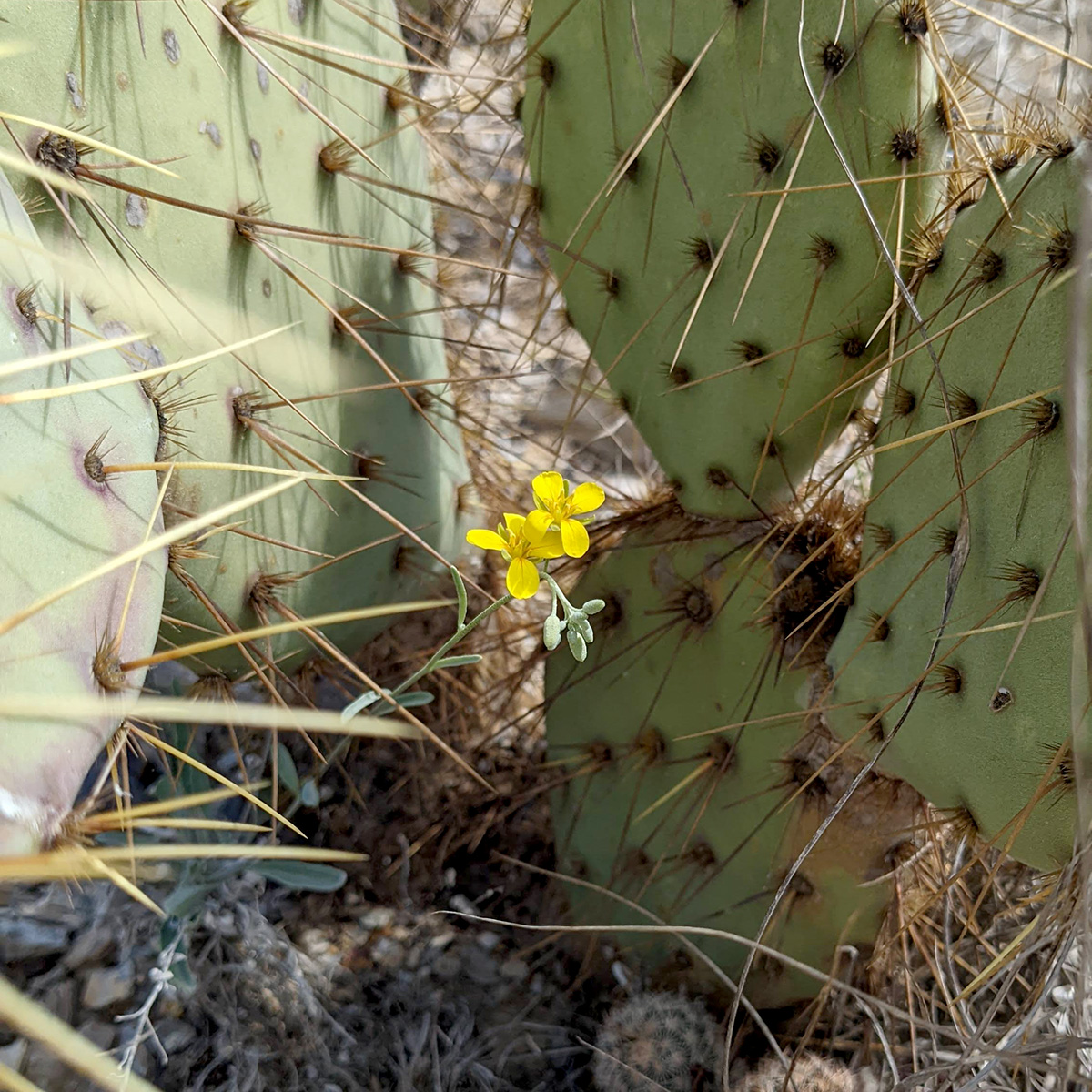 A flowering Zapata bladderpod nestles safely between the pads of a Texas prickly pear cactus, Opuntia linheimeri.