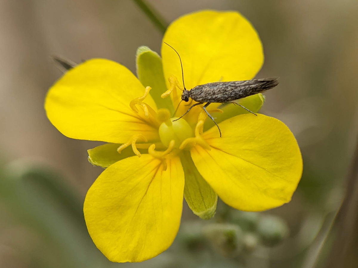 A tiny moth visits a flowering Zapata bladderpod.