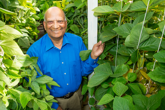 Research geneticist Ram Singh crossed soybean with a related wild, perennial plant from Australia, introducing new genetic diversity to the soybean plant.