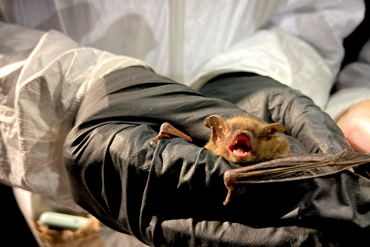 A gloved researcher holds an Eastern red bat, Lasiurus borealis.